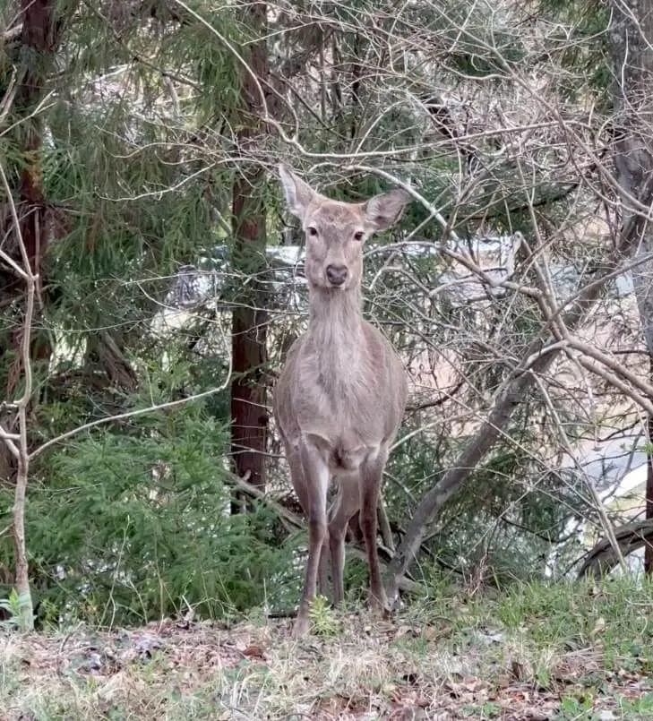 Deer looking toward the camera in a Sanriku forest