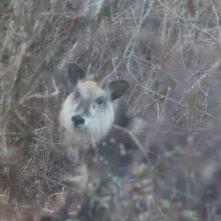 Japanese serow looking through the forest