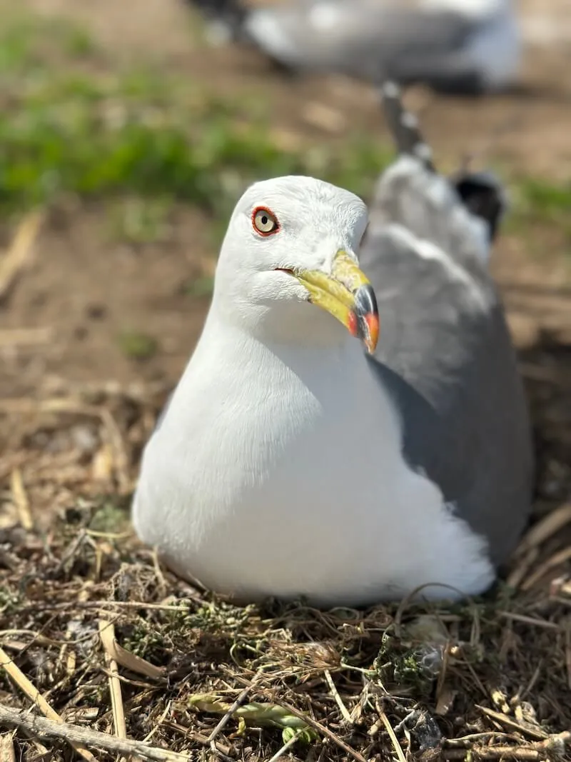 Seagull looking toward the camera by the coast